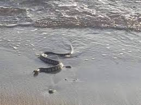 Il serpente più lungo d'Europa sulla spiaggia adriatica spunta dalle onde e avanza in direzione dell'arenile terrorizzando i bagnanti