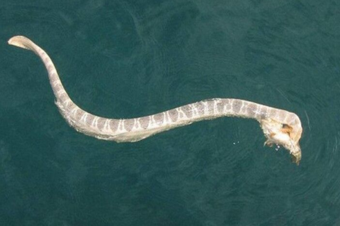 Una donna di 40 anni è stata morsa da un serpente mentre nuotava