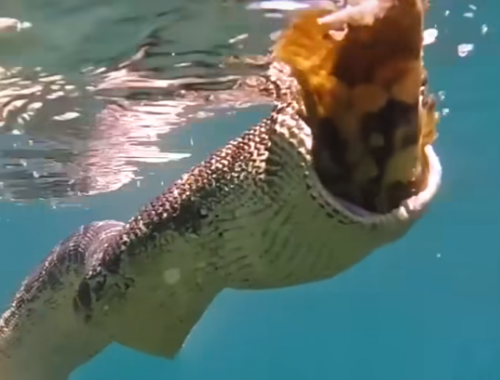 Serpente di mare cattura e mangia un pesce – Il video