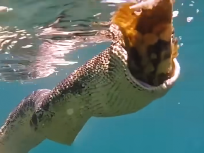 Serpente di mare cattura e mangia un pesce – Il video