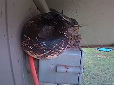 Il “serpente di ratto” mangia l’uccellino nel nido - VIDEO
