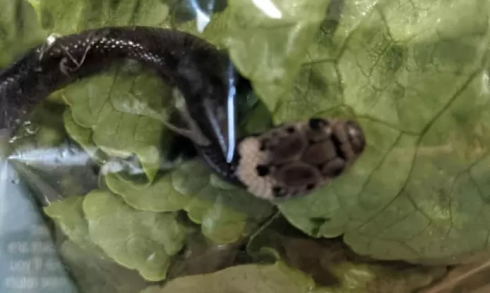 Trovano un serpente velenoso in una confezione di insalata fresca acquistata nel supermercato.