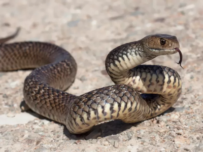 Contadino morso e stritolato da un serpente. 