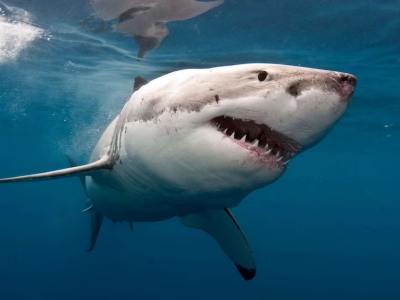 Toscana, filmato squalo di oltre tre metri nel mare di Livorno