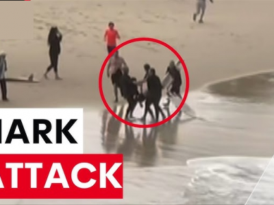 Attacco di squalo a sedicenne surfista: lo squalo insegue vittima e soccorritore fino alla spiaggia