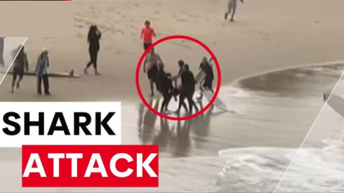 Attacco di squalo a sedicenne surfista: lo squalo insegue vittima e soccorritore fino alla spiaggia