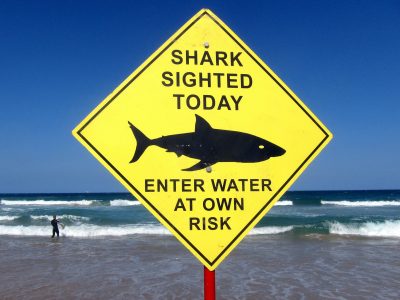 Australia, surfista muore dopo l'attacco di uno squalo di 4,5 metri. 