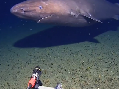 Squalo avvistato per la prima volta nelle acque ghiacciate dell'Antartide a una profondit&agrave; di 490 metri- Il video