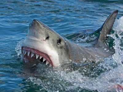 Horror in mare aperto: il team di Netflix è stato attaccato da un branco di squali!