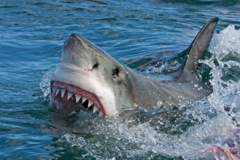 Horror in mare aperto: il team di Netflix è stato attaccato da un branco di squali!