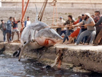 Squali, gli attacchi dimenticati dell’Adriatico 