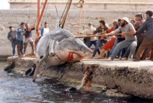Squali, gli attacchi dimenticati dell’Adriatico