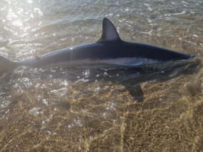 Uno squalo mako pinna corta di due metri si è arenato vivo sulla spiaggia di Marseillan nel Mediterraneo – Il video