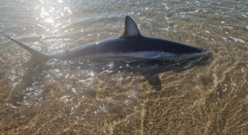 Uno squalo mako pinna corta di due metri si è arenato vivo sulla spiaggia di Marseillan nel Mediterraneo – Il video