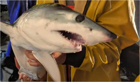 Un giovane esemplare di squalo Mako pescato nelle reti in Liguria