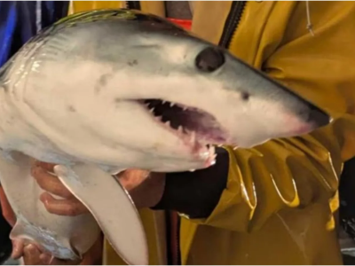 Un giovane esemplare di squalo Mako pescato nelle reti in Liguria