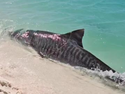 Il video terrificante e rarissimo dello squalo tigre che attacca arrivando sul bagnasciuga in mezzo ai bagnanti