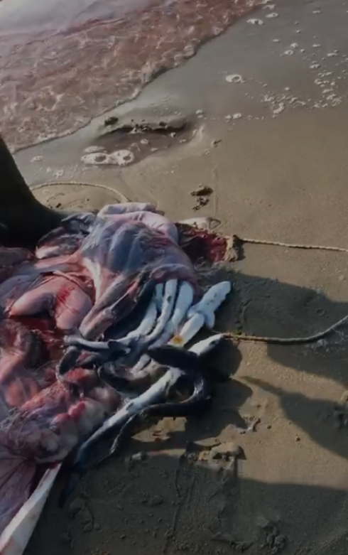 Incredibile evento a Marina di Ginosa (Ta): "pescatore salva 50 piccoli di una verdesca spiaggiata e morta sulla riva". Il video