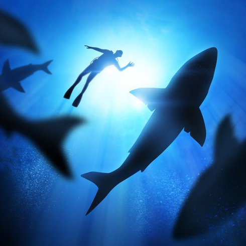Australia, teenager assalito da 12 squali: è grave