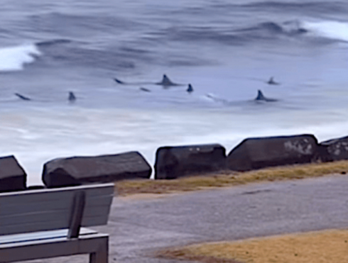 A caccia di prede a un passo dalla riva squali leuca in preda alla frenesia alimentare a Snapper Rocks sulla Gold Coast in Australia