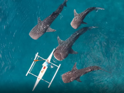 Quattro squali balena nuotano curiosi intorno a un kayak facendolo roteare delicatamente avanti e dietro