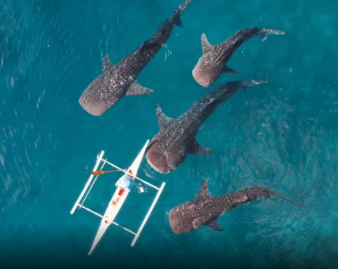 Quattro squali balena nuotano curiosi intorno a un kayak facendolo roteare delicatamente avanti e dietro