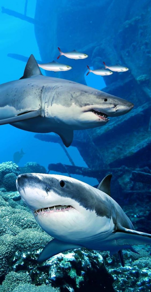 Australia, uno squalo attacca due britannici ferendoli gravemente