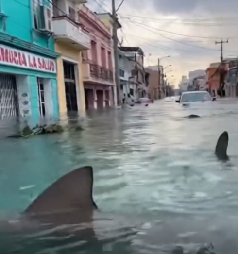 Tempesta in Messico, avvistati squali che nuotano tra le strade allagate di Tampico