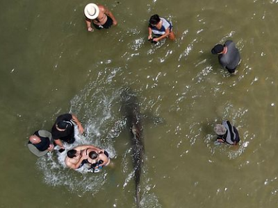 Selfie estremo: bagnanti si fotografano con gli squali. 