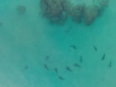 Ambiente. Invasione di squali al largo delle coste israeliane nei pressi della centrale elettrica di Hadera - VIDEO