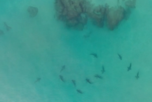 Ambiente. Invasione di squali al largo delle coste israeliane nei pressi della centrale elettrica di Hadera - VIDEO
