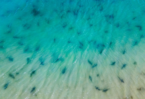 Branco di circa 500 squali tope (Galeorhinus galeus), filmato al largo della costa della Charente-Maritime vicino all'isola di R&eacute;