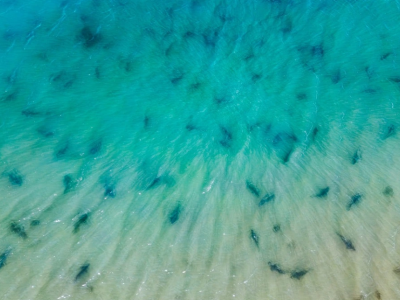 Branco di circa 500 squali tope (Galeorhinus galeus), filmato al largo della costa della Charente-Maritime vicino all'isola di R&eacute;