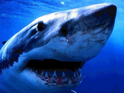 Nuova Zelanda, squalo uccide bagnante. Panico sulla spiaggia di Waihī Beachi. 