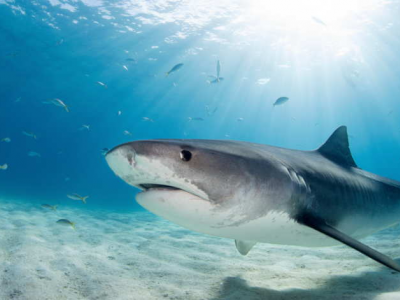 Turista italiano ucciso da uno squalo ai Caraibi