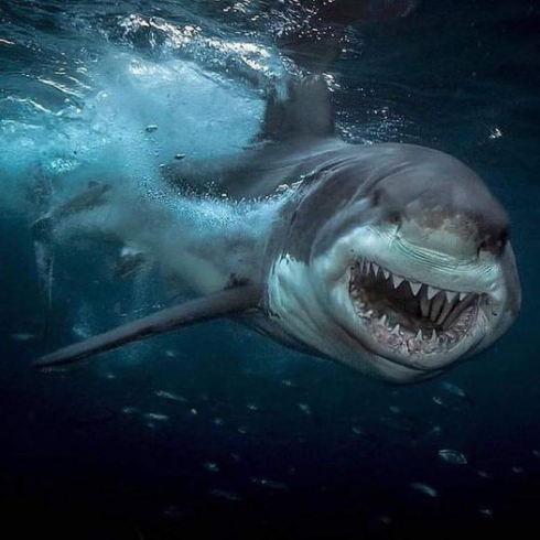 Australia, 13enne in condizioni critiche dopo essere stato attaccato da un grosso squalo sul bagnasciuga nel porto di Sydney