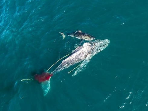 Il raro video realizzato con drone di uno squalo che attacca e uccide la megattera affogandola al largo del Sudafrica. 