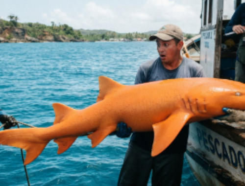 Natura da record, pescato in Costa Rica un rarissimo squalo nutrice completamente arancione