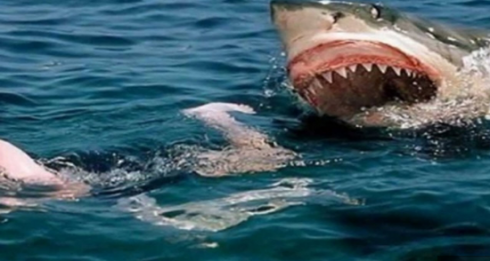 Australia, squalo bianco attacca gruppo di surfisti e ne sbrana uno
