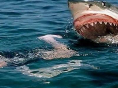 Australia, squalo bianco attacca gruppo di surfisti e ne sbrana uno