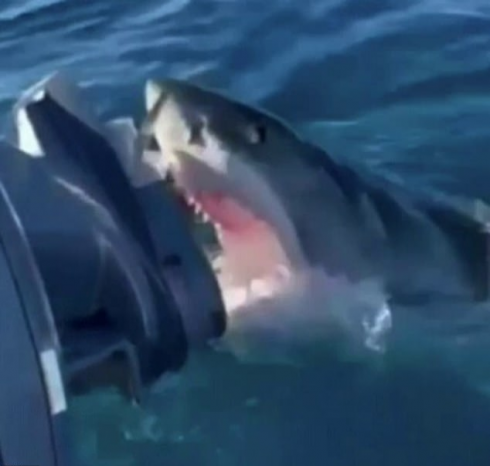 Come nel film: un grande squalo bianco attacca la barca con a bordo una famiglia