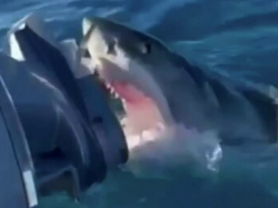 Come nel film: un grande squalo bianco attacca la barca con a bordo una famiglia