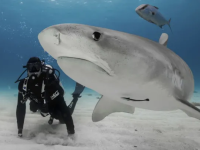 Biologo marino messicano gravemente ferito nell'attacco di uno squalo al largo del Costa Rica