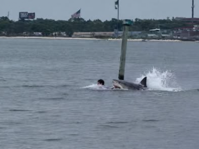 Attacco di squalo a Panama: dipendente della base navale in condizioni critiche dopo essere stato attaccato da uno squalo &ndash; Il video 