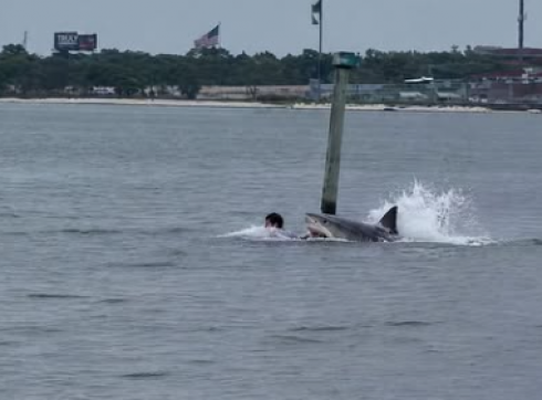 Attacco di squalo a Panama: dipendente della base navale in condizioni critiche dopo essere stato attaccato da uno squalo – Il video