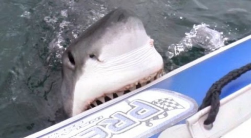 Australia occidentale, donna attaccata da uno squalo mentre nuota su un gonfiabile