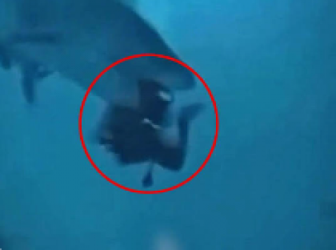 Attacco di squalo alle Bahamas: sub subisce gravi lesioni a viso e collo al largo di Andros