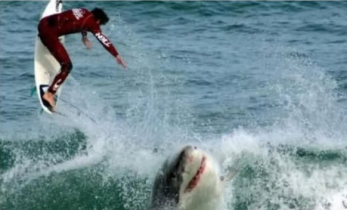 Un surfista sopravvive all'attacco di uno squalo su una spiaggia della Florida, soprannominata "la capitale mondiale dei morsi di squalo"