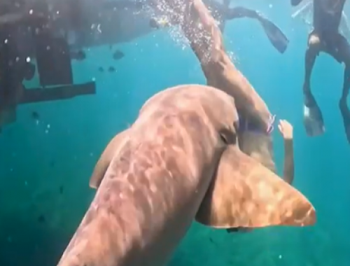 Attacco di squalo alle Maldive: turista spagnolo in luna di miele lotta per la vita dopo essere stato attaccato da uno squalo