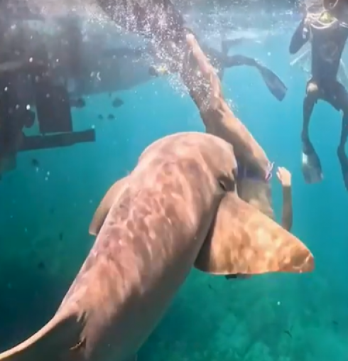Attacco di squalo alle Maldive: turista spagnolo in luna di miele lotta per la vita dopo essere stato attaccato da uno squalo